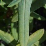 Hypericum frondosum Leaf