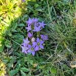 Gentianella lutescens 花