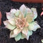 Echeveria purpusiorumLeaf