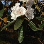 Rhododendron lanatum 葉