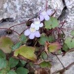 Cymbalaria muralis Habit