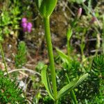 Centaurium scilloides Кора