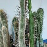 Cleistocactus baumannii Vivejo