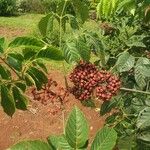 Leea guineensis फल