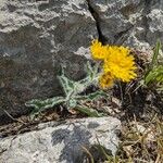 Hieracium pilosum Blatt