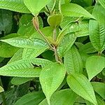 Costus pulverulentus Feuille