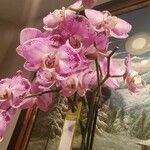 Phalaenopsis spp. Fleur