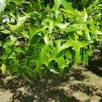 Quercus palustris Hoja
