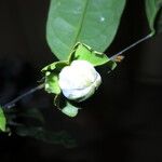 Diospyros bipindensis Fruto