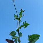 Sonchus oleraceus 整株植物