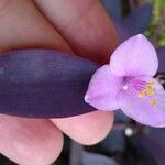 Tradescantia pallida Květ