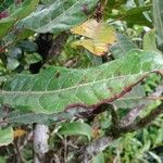 Sloanea montana Blatt