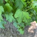 Ribes rubrumFeuille