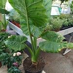 Alocasia macrorrhizos Ліст