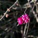 Symphoricarpos orbiculatus Fruit