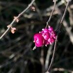 Symphoricarpos orbiculatus ফল