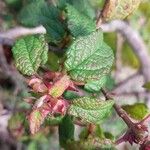 Cistus monspeliensis Hoja