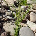 Lepidium campestre Habit