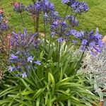 Agapanthus praecox Habit