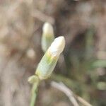 Dianthus arrostoi Other