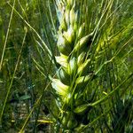 Triticum turgidum Kvet