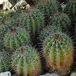 Ferocactus flavovirens