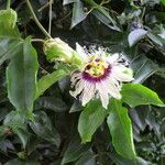 Passiflora edulis Blüte