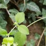 Silene baccifera Hoja