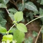 Silene baccifera Lapas