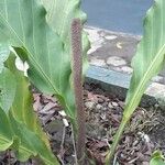 Anthurium schlechtendalii Meyve