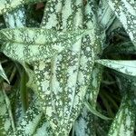 Pulmonaria longifolia Blad