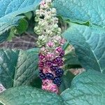 Phytolacca acinosaFlower