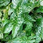 Arum italicum 葉