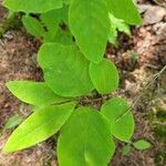 Lonicera canadensis Leaf