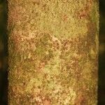 Matayba stenodictya Corteza