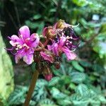 Tigridiopalma magnifica Flower