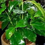 Coffea arabica Blatt