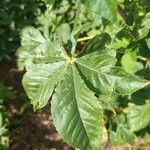 Cleome gynandraLeht