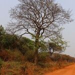 Lannea asymmetrica Habit