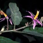 Solanum subinerme Flower