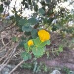 Cytisophyllum sessilifolium Flower