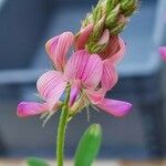 Onobrychis arenaria Flower