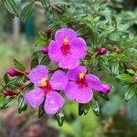 Monochaetum vulcanicum Flower