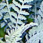 Descurainia millefolia 葉