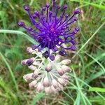 Muscari matritense Flower