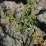Paronychia suffruticosa Hábito