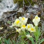 Linaria vulgarisKvet