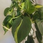 Philodendron hederaceum Blatt