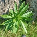 Erechtites hieraciifolius Leaf