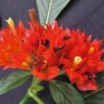 Palicourea aurantiibractea Flower